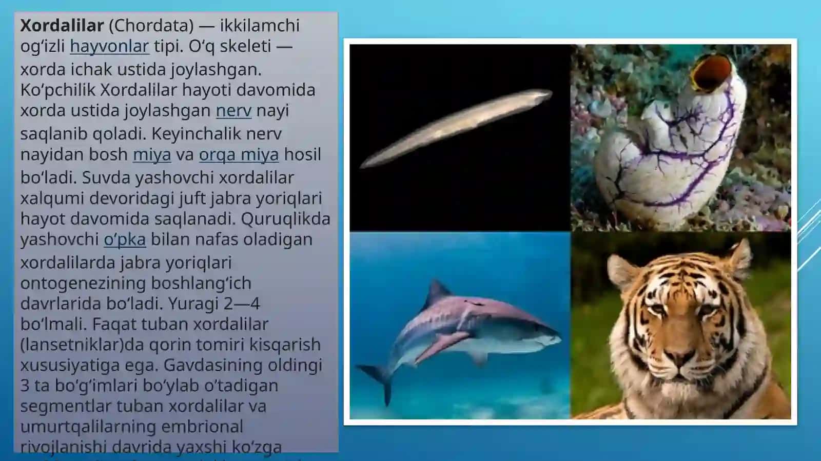 Xordalilarning muhim belgilari va ularning biologikahamiyati 2