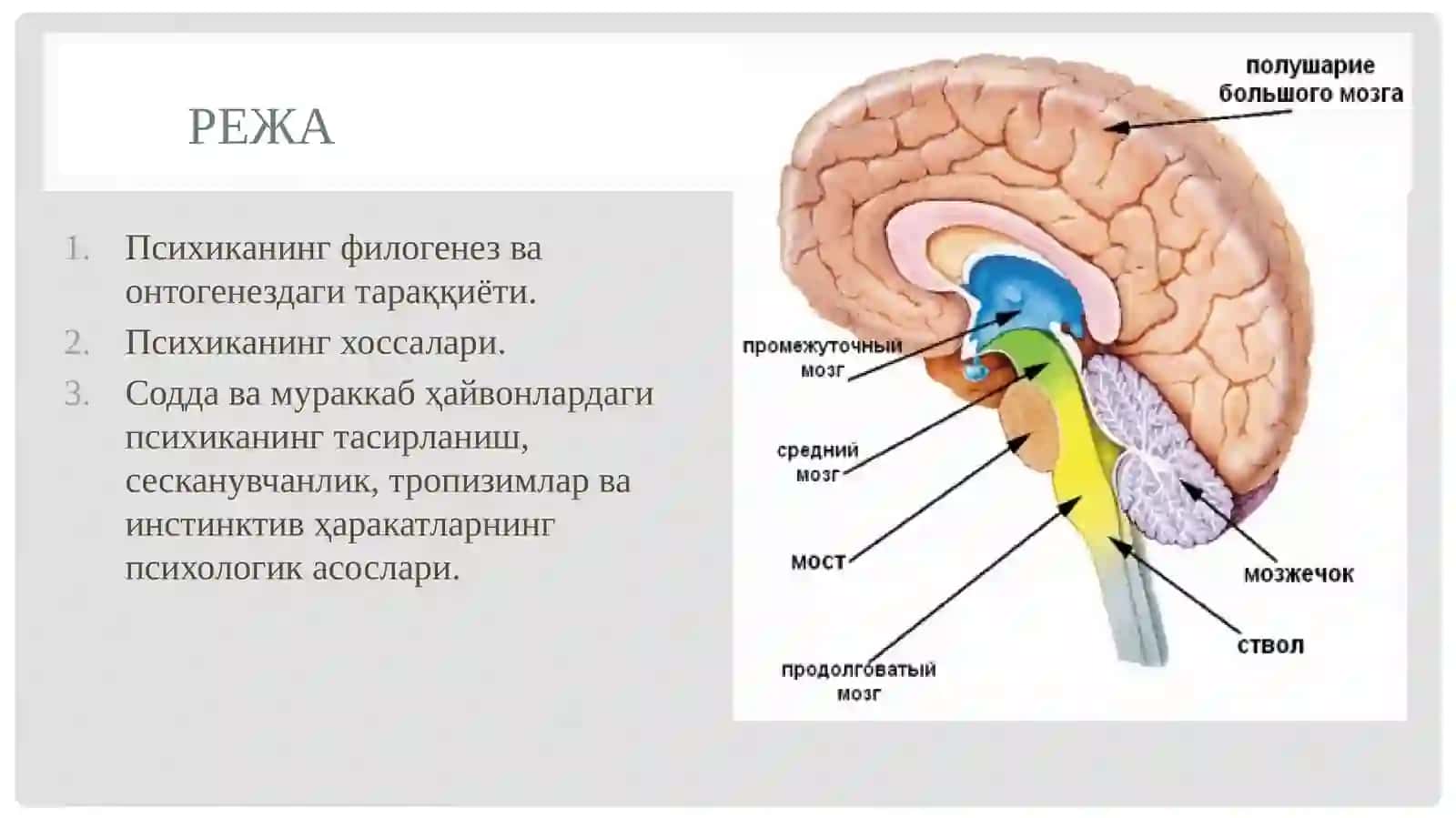 ПСИХИКАнинг ривожланиш муаммоси 2