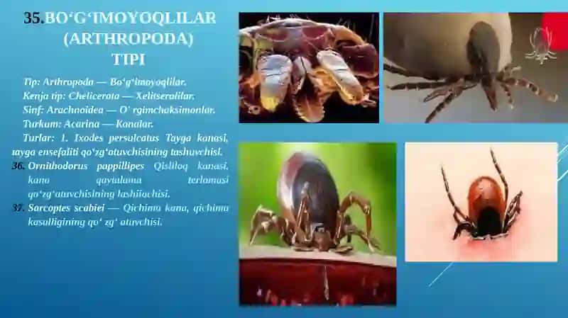 Tibbiyotda ahamiyatga ega bo’lgan o‘rgimchaksimonlar: qishloq KANASI , QICHIMA KANA , IT VA TAYGA KANALARI 2