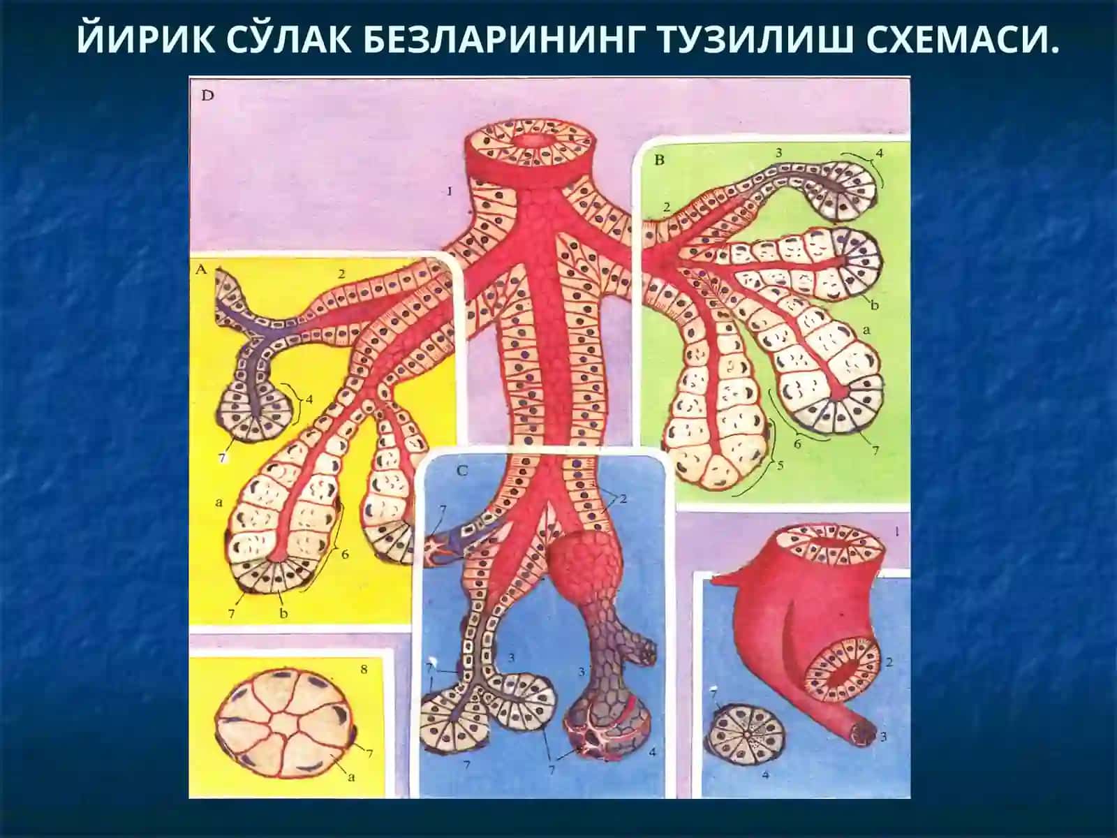 Маъруза №3Ҳазмтизимнинг безлар 2