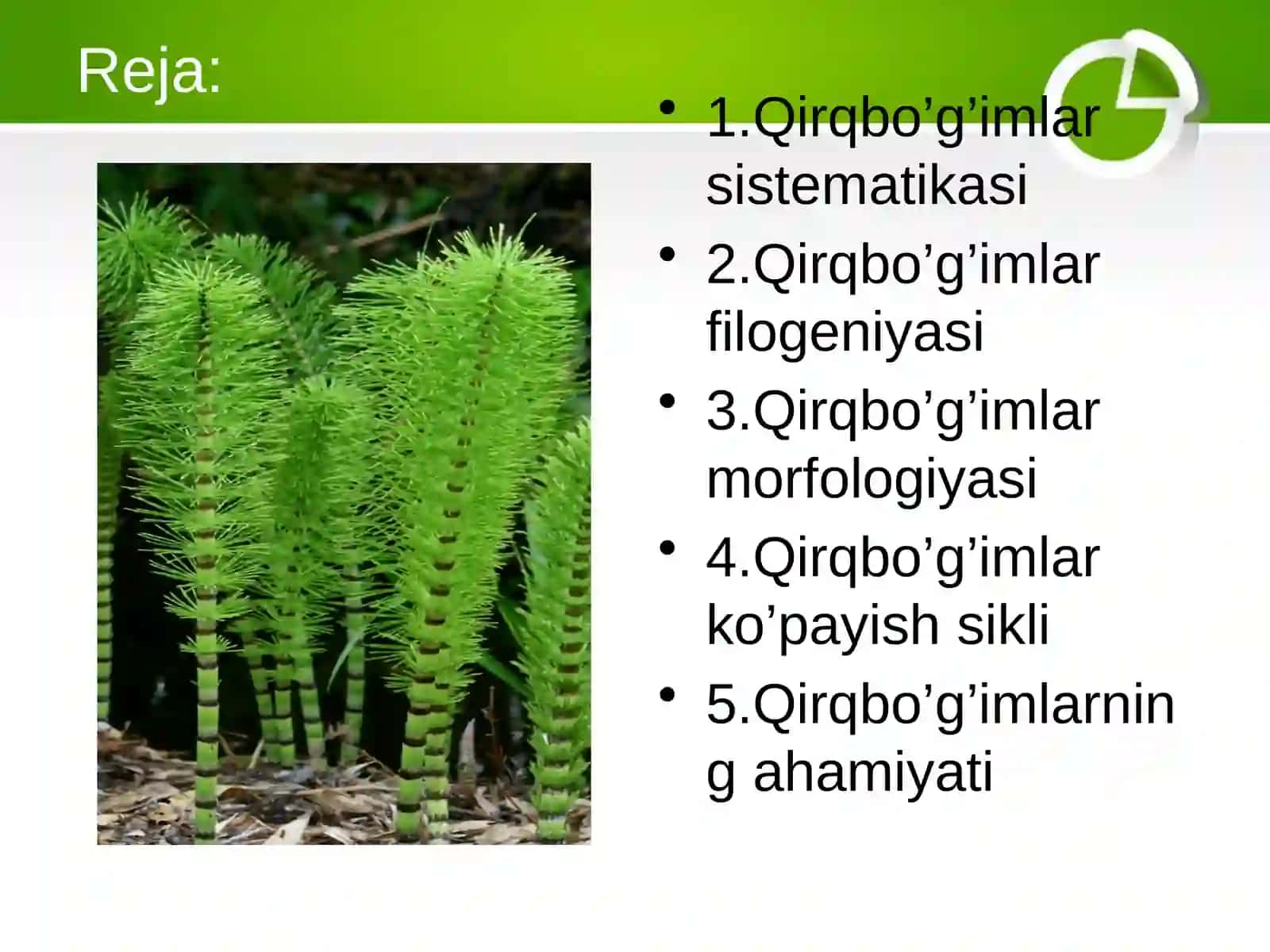 Qirqbo’g’imtoifa o’simliklar bo’limi-Equisetophyta 2