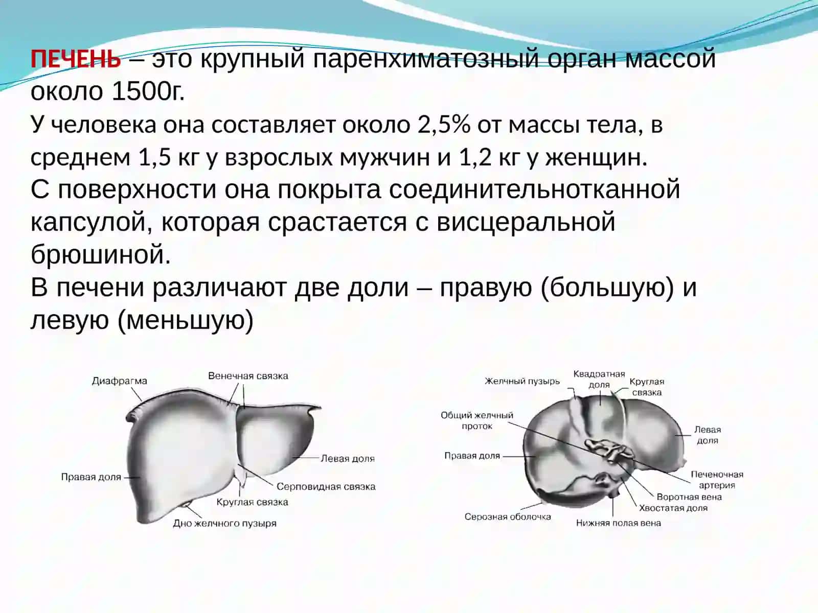 Печень 2