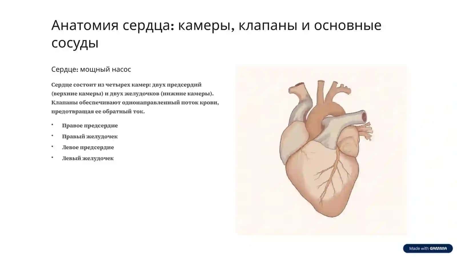 Система кровообращения: морфология и функции 2