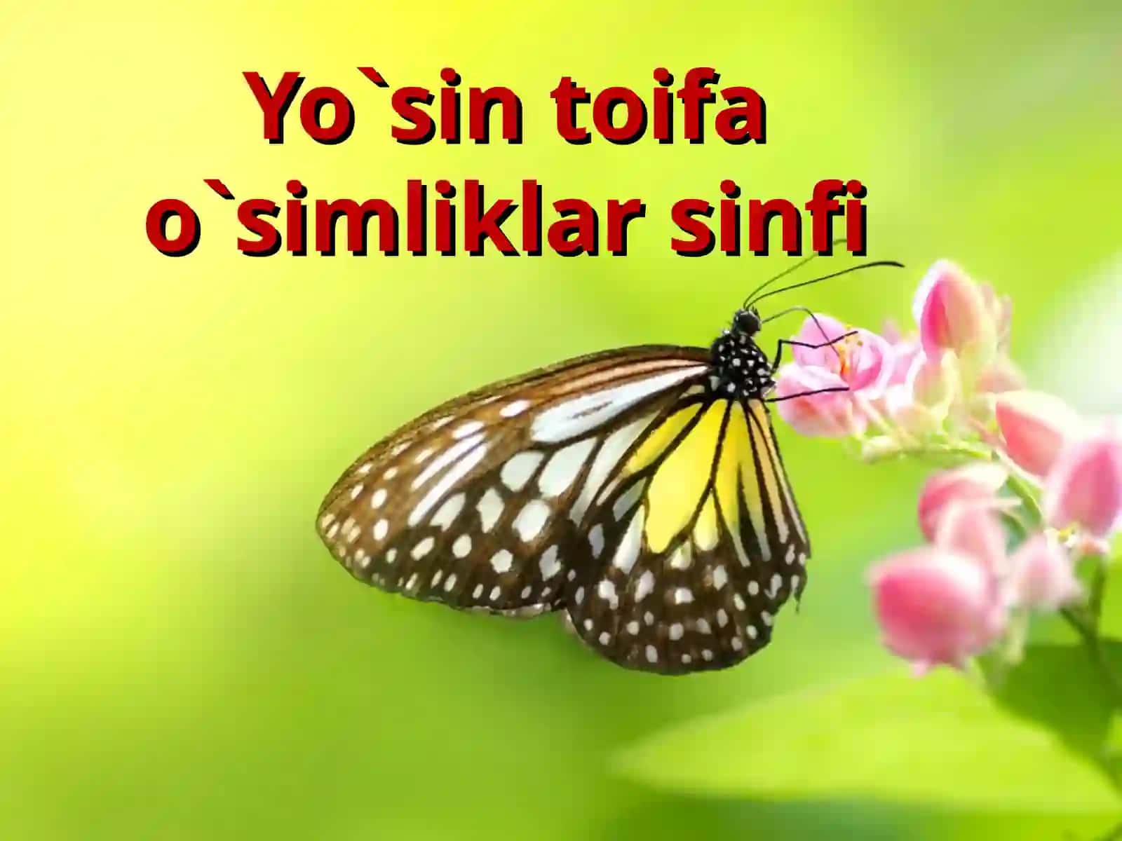 Yo‘sin toifa o‘simliklar 2