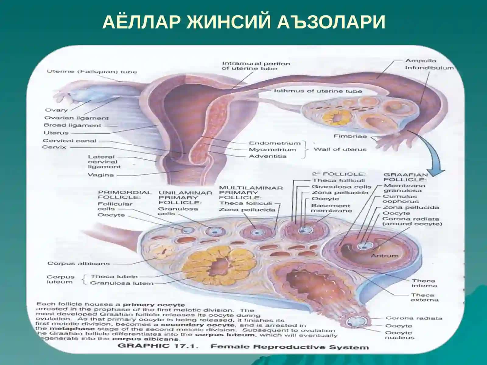 АЁЛЛАР ЖИНСИЙСИСТЕМАСИ 2