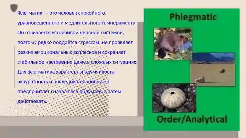 Как управлять флегматиком 2
