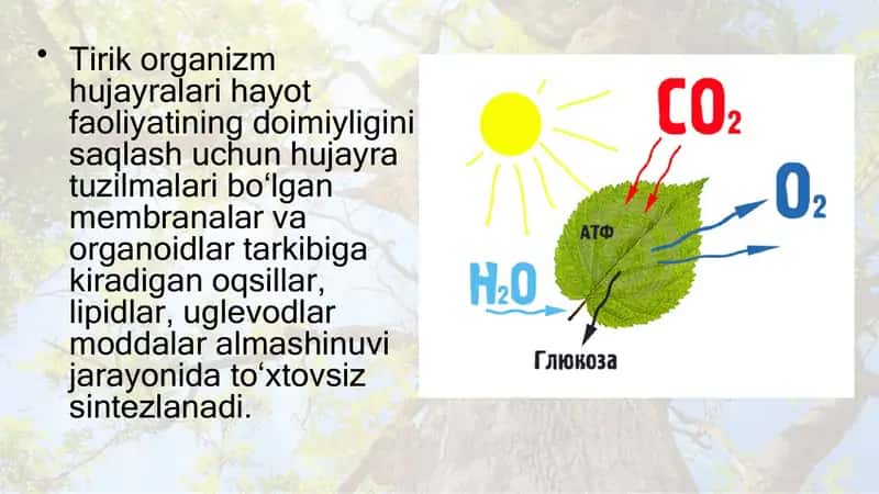 Plastik almashinuv 2