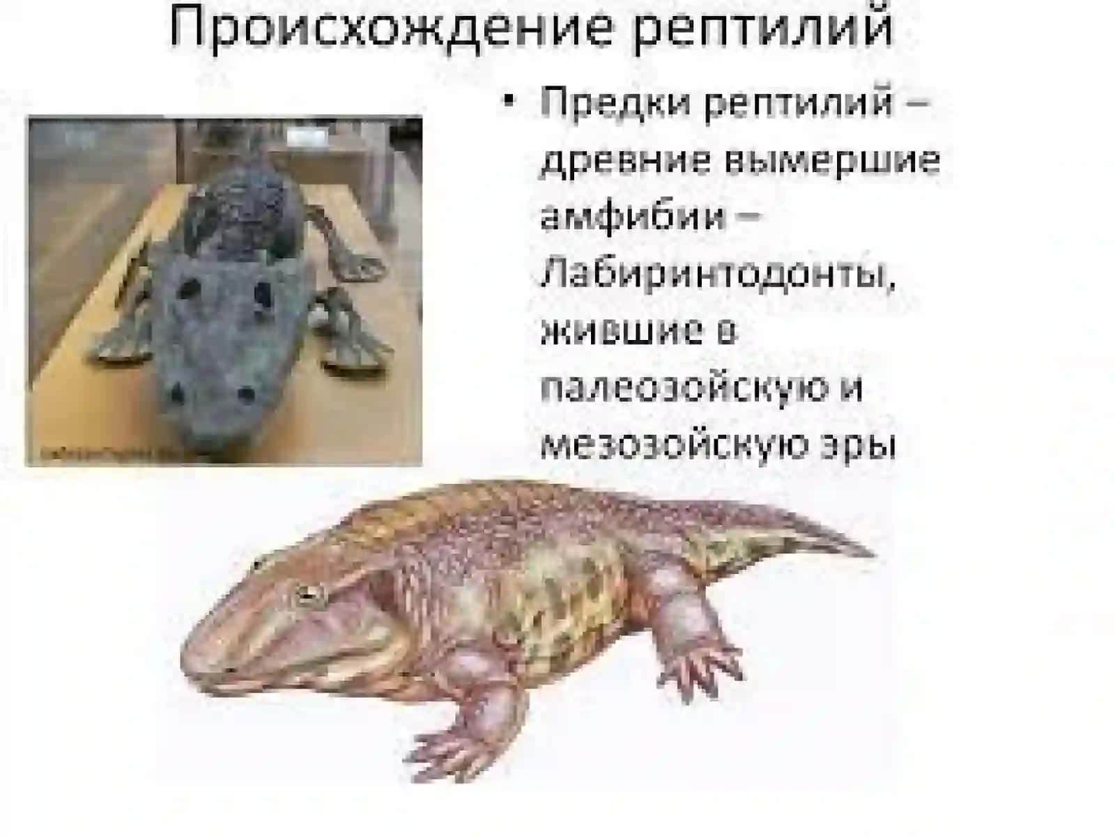 REPTILIYALARNING KELIB CHIQISHI VA SISTEMATIKASI 2