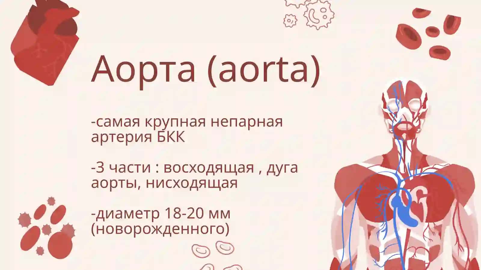 Аорта (aorta) 2