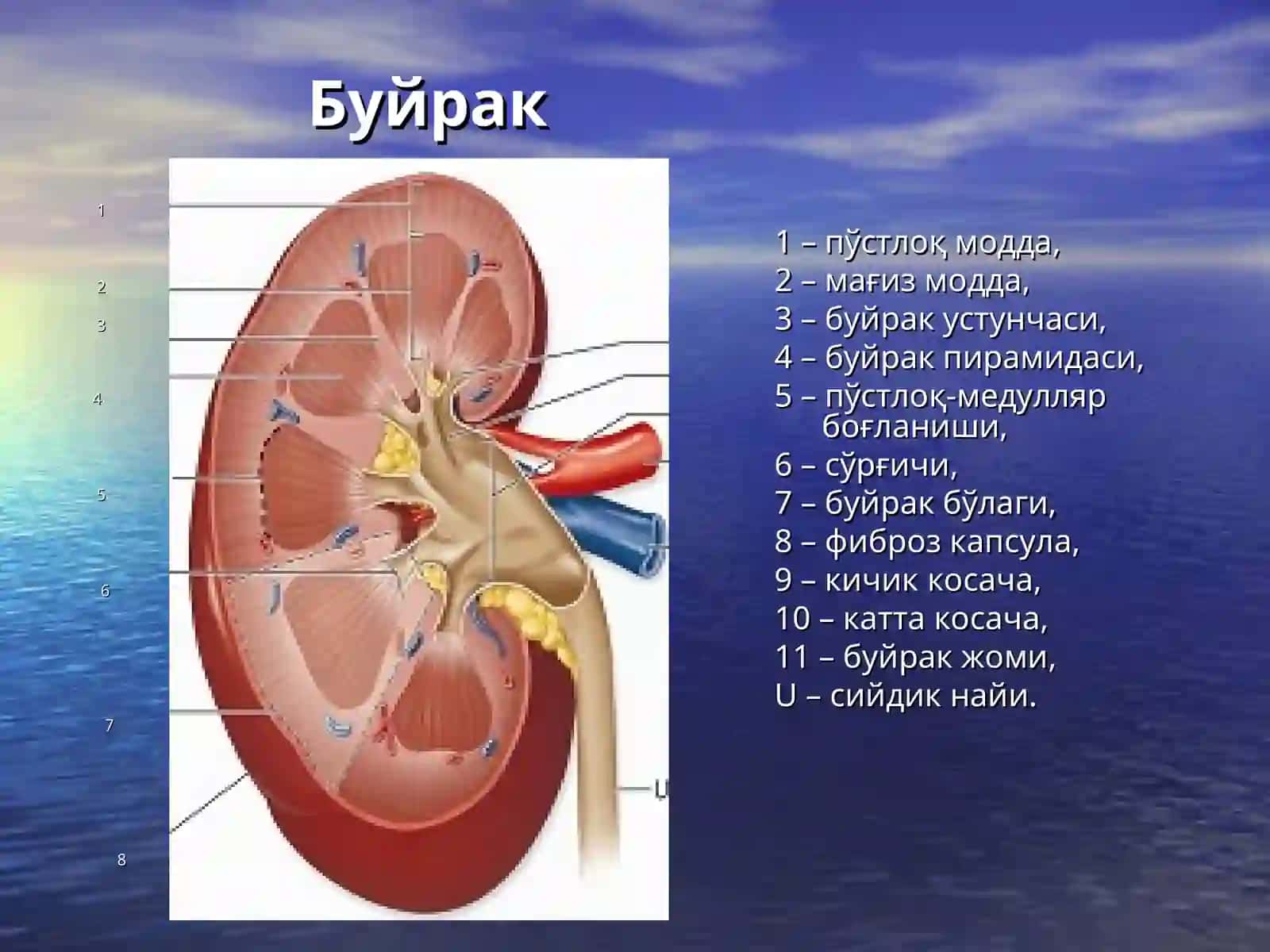 Буйрак 2