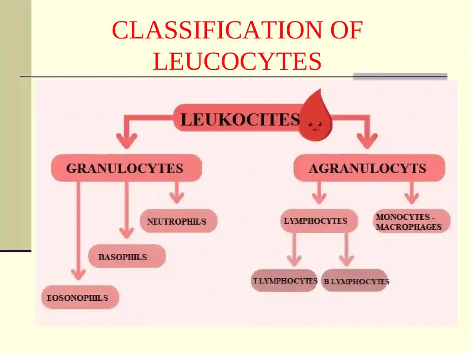 LEUCOCYTE FORMULA 2