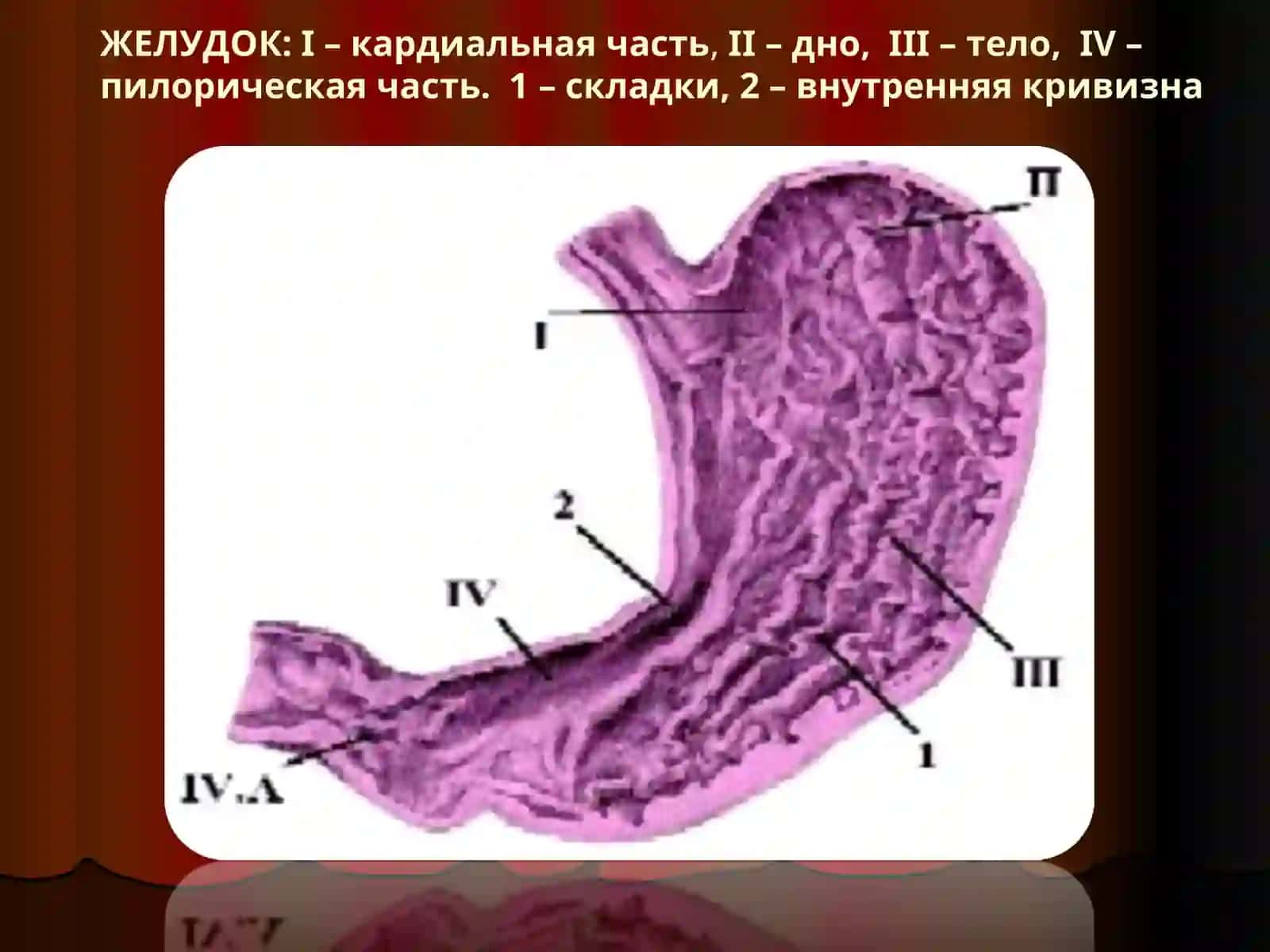 ПИЩЕВАРИТЕЛЬНАЯ СИСТЕМА. ЖЕЛУДОК. ТОНКИЙ И ТОЛСТЫЙ КИШЕЧНИК 2