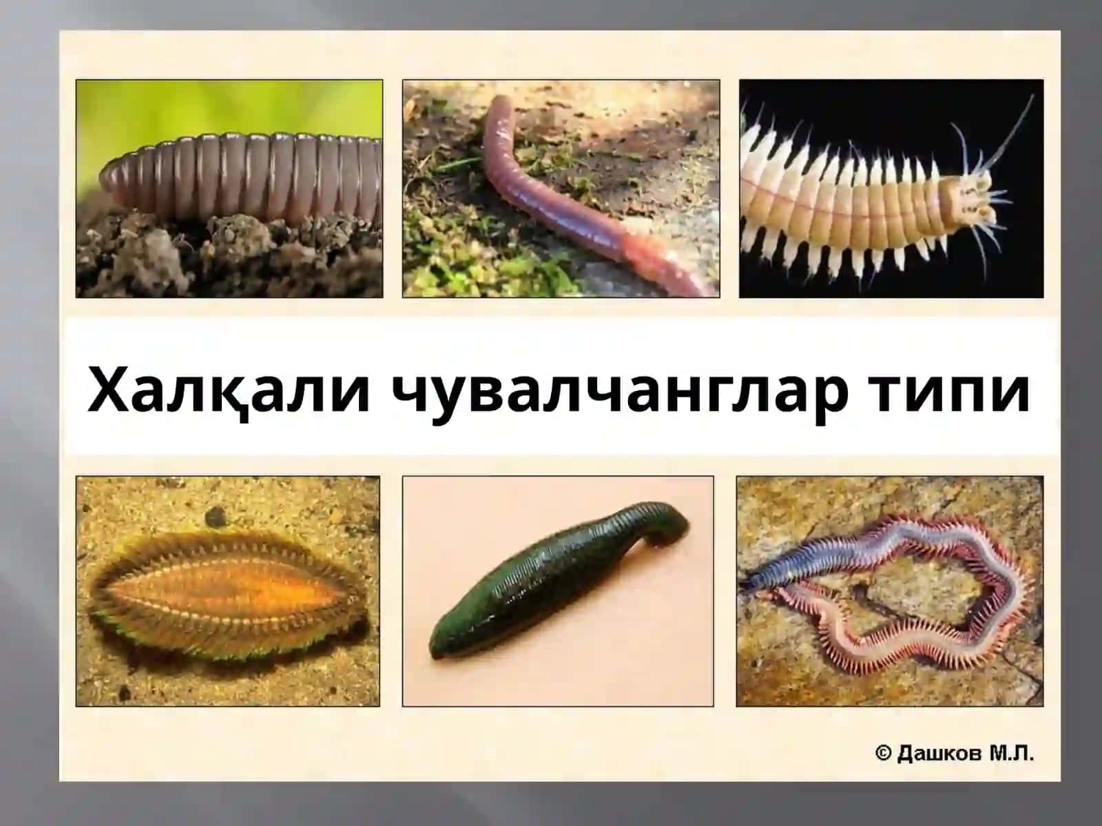 Annelida (Халқали чувалчанглар) 2