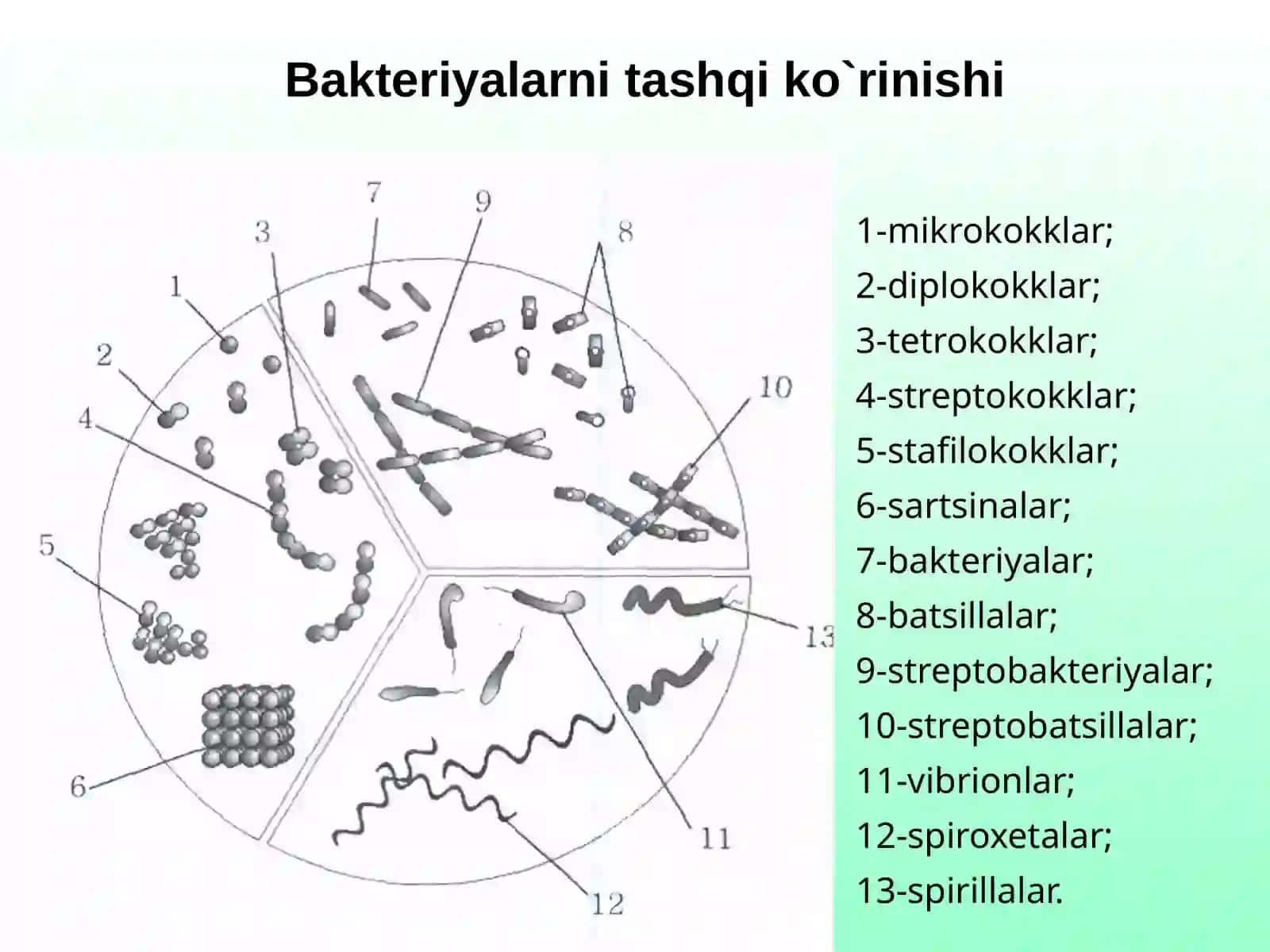 Bakteriyalarning morfologiyasi va sistematikasi 2