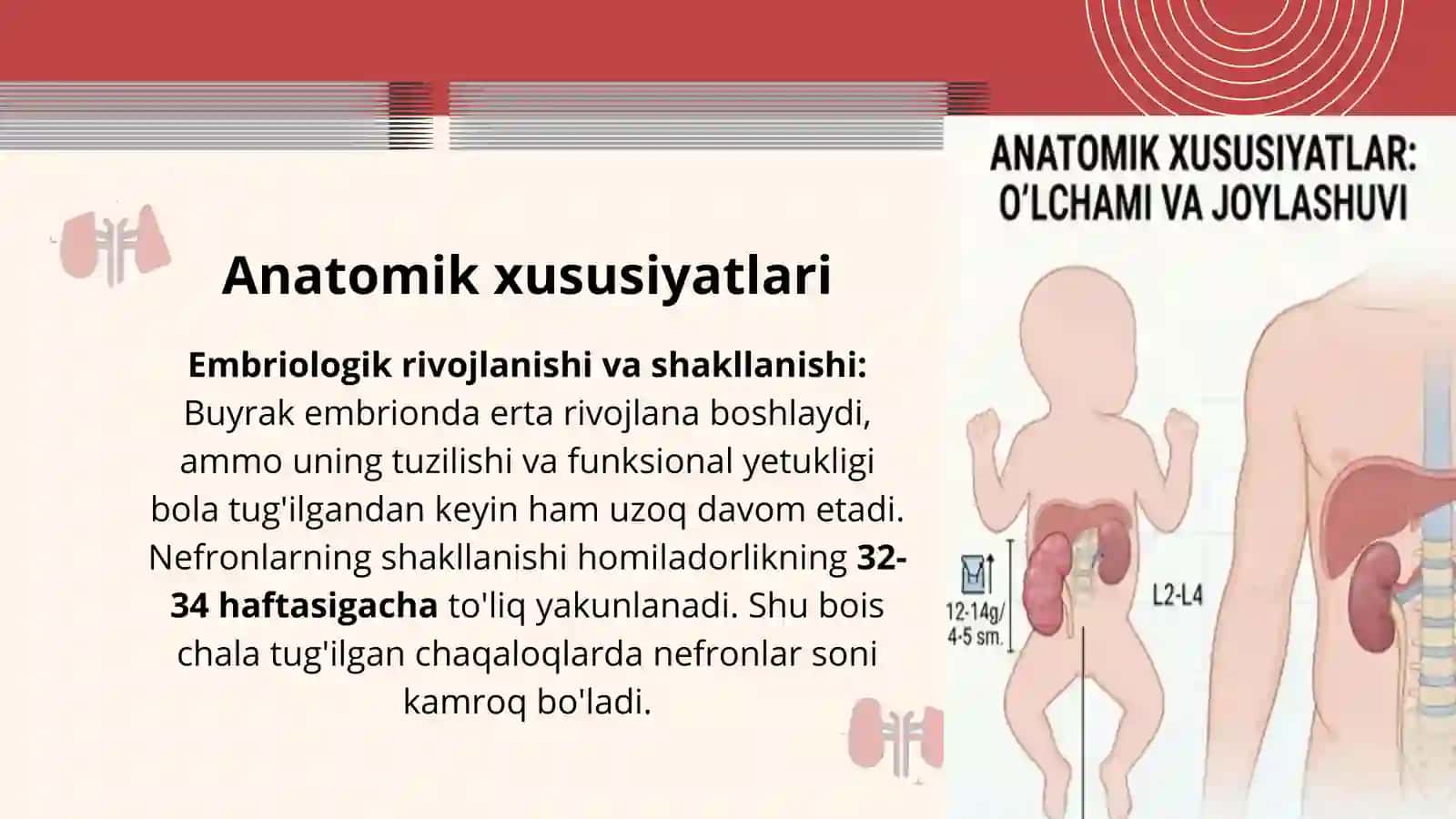 Bolalarda Buyraklarning Anatomo-Fiziologik Xususiyatlari — 12 Slaydlik Taqdimot 2