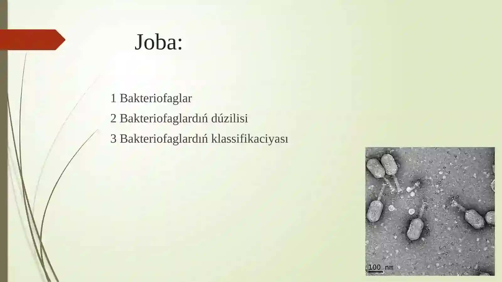 Bakteriofaglar 2