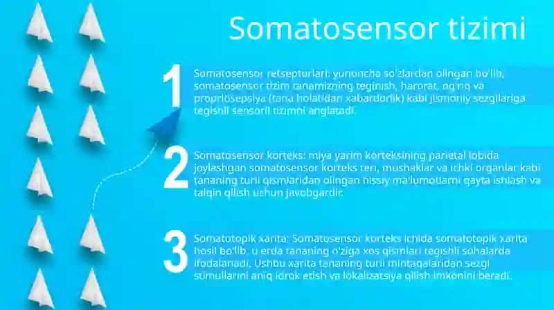 Somatosensor tizimi 2