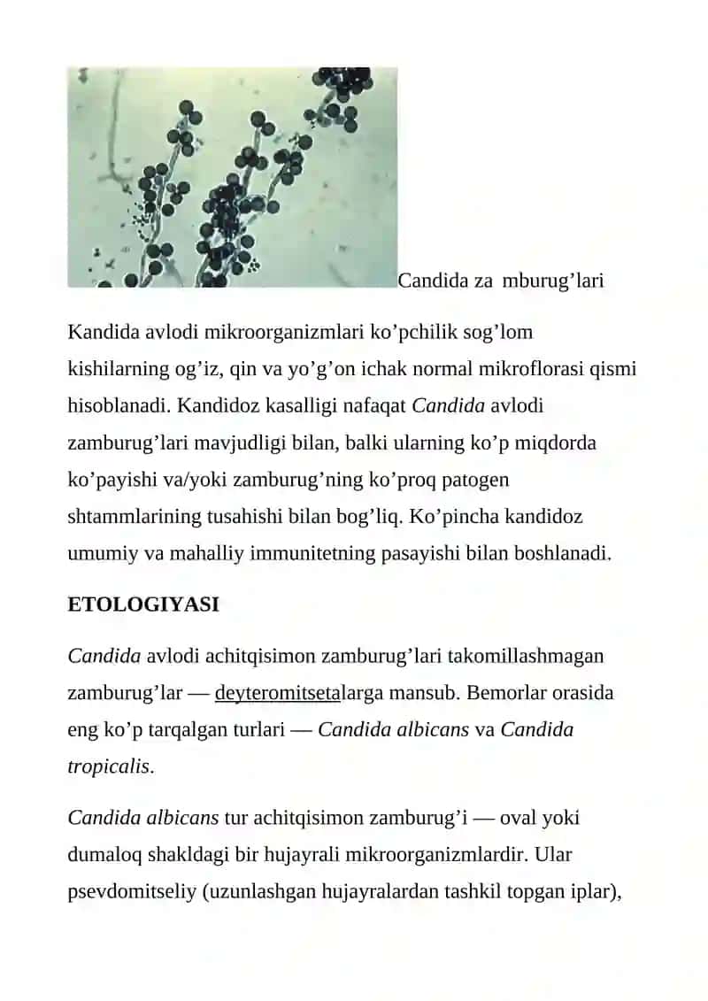 CHAQALOQLARDA KANDIDOZ (MOLOCHNITSA) 2