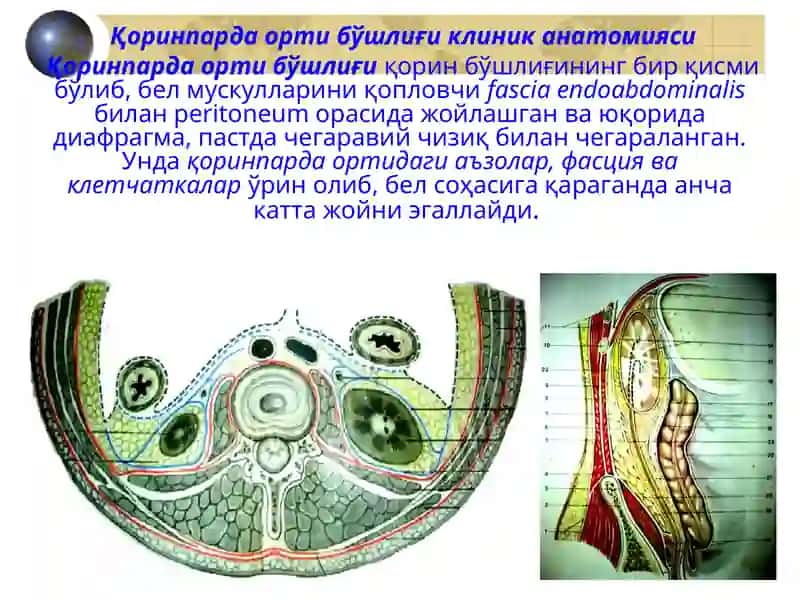 Қоринпарда орти бўшлиғи клиник анатомияси 2