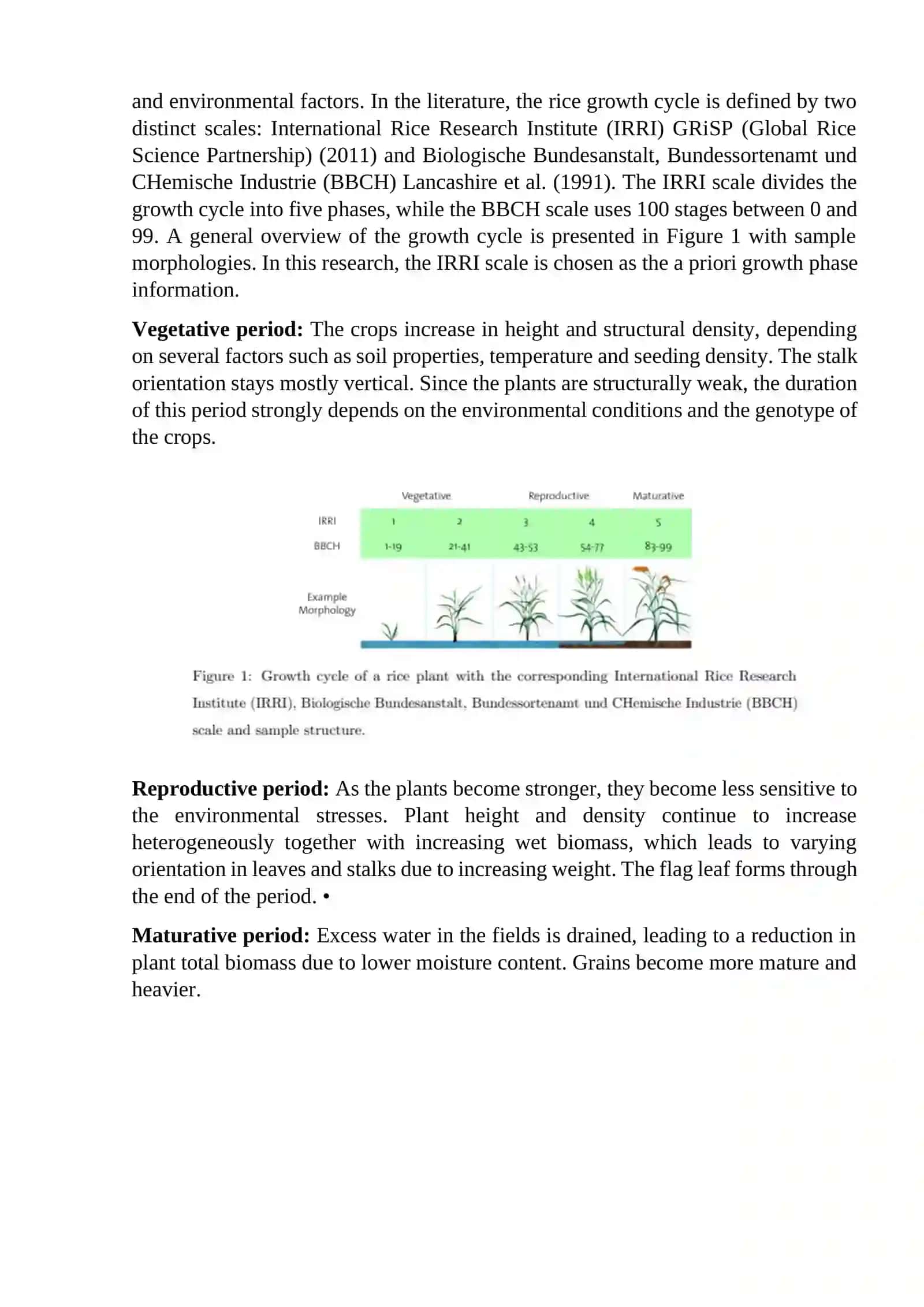 Order of phonological observation at the period of growth of rice 2