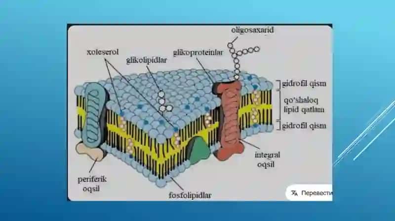Biologikmembranalar 2