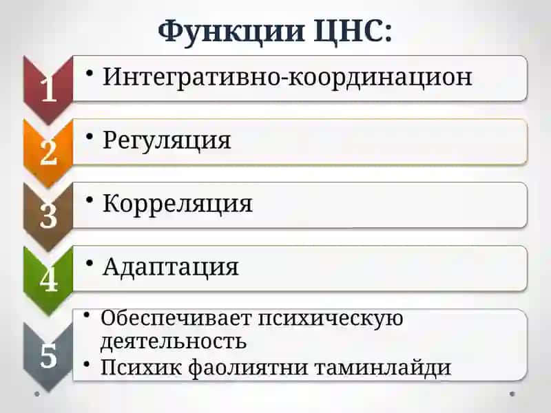МНТ функциялари. Рефлексология 2