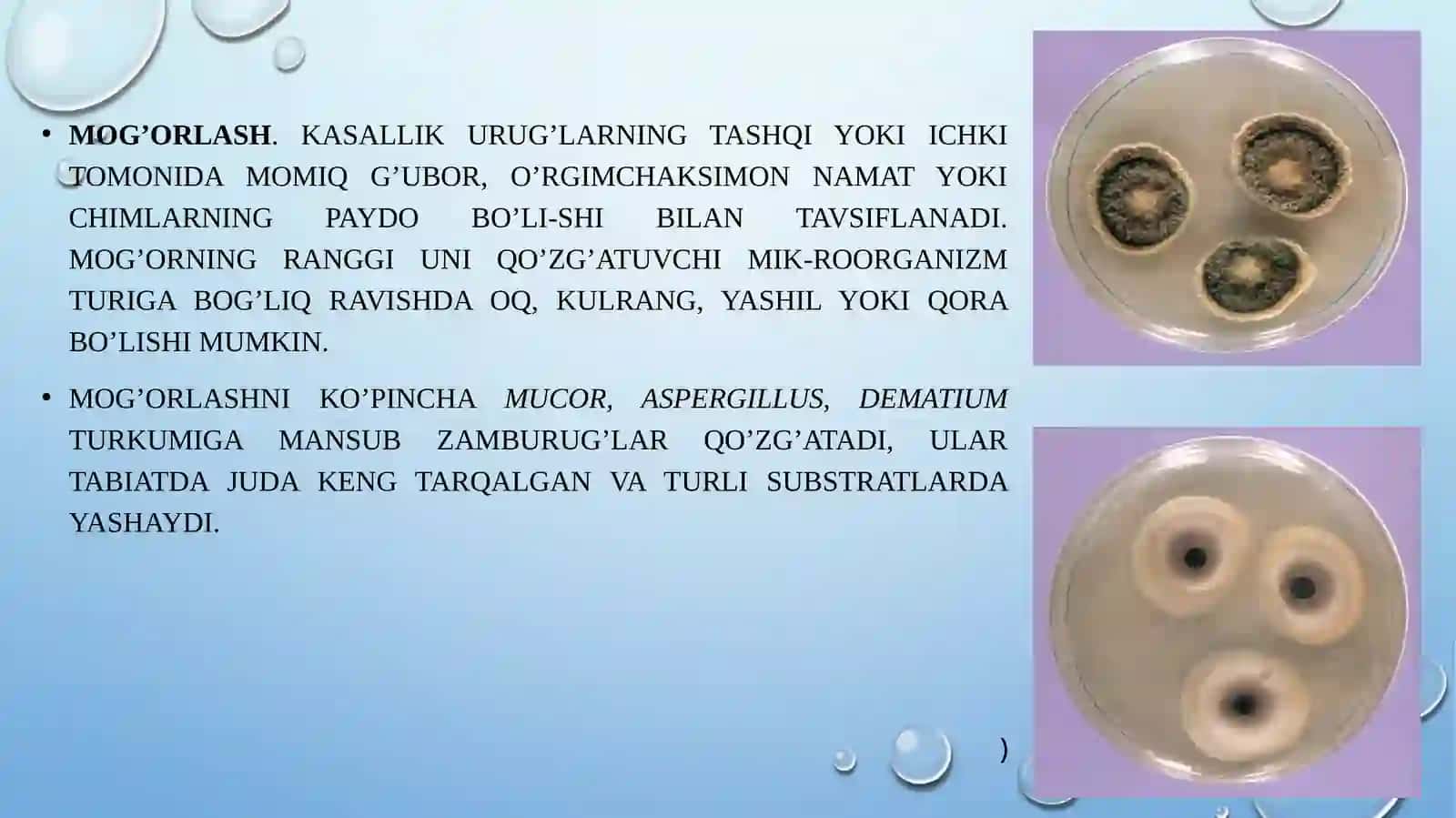 MANZARALI DARAXTLARNING KASALLIKLARI VA ULARGA QARSHI KURASHCHORALARI 2