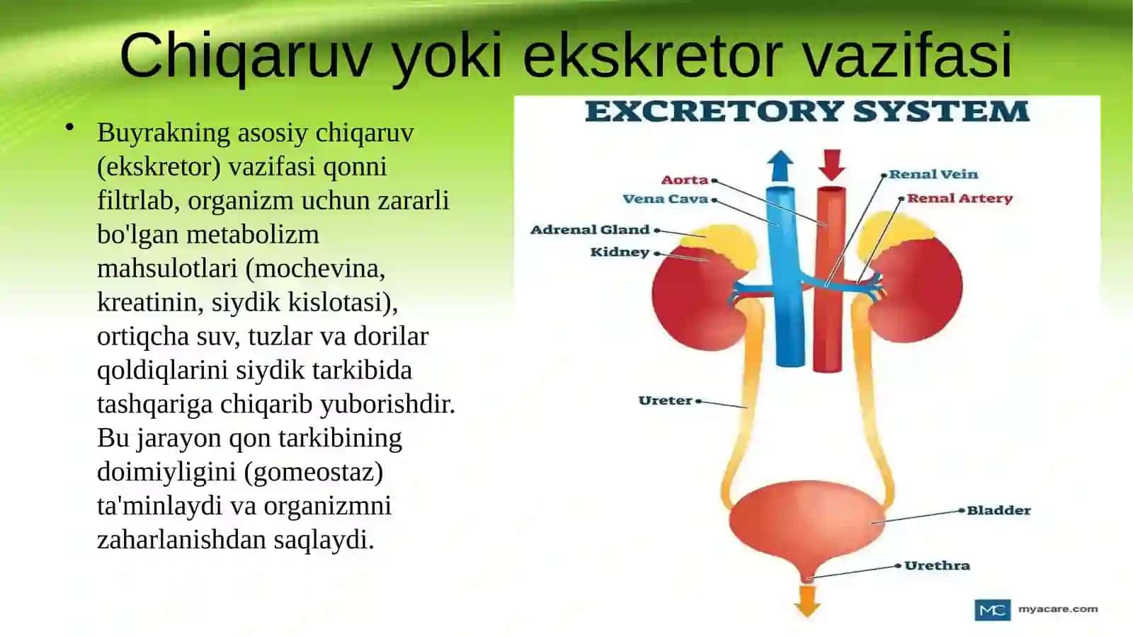 Ayiruv tizimi fiziologiyasi 2