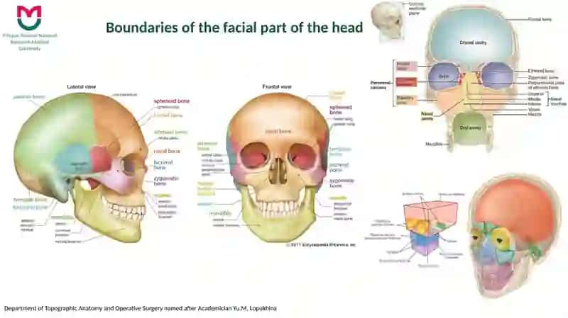 Topographic Anatomy of the Facial Part of the Head 2