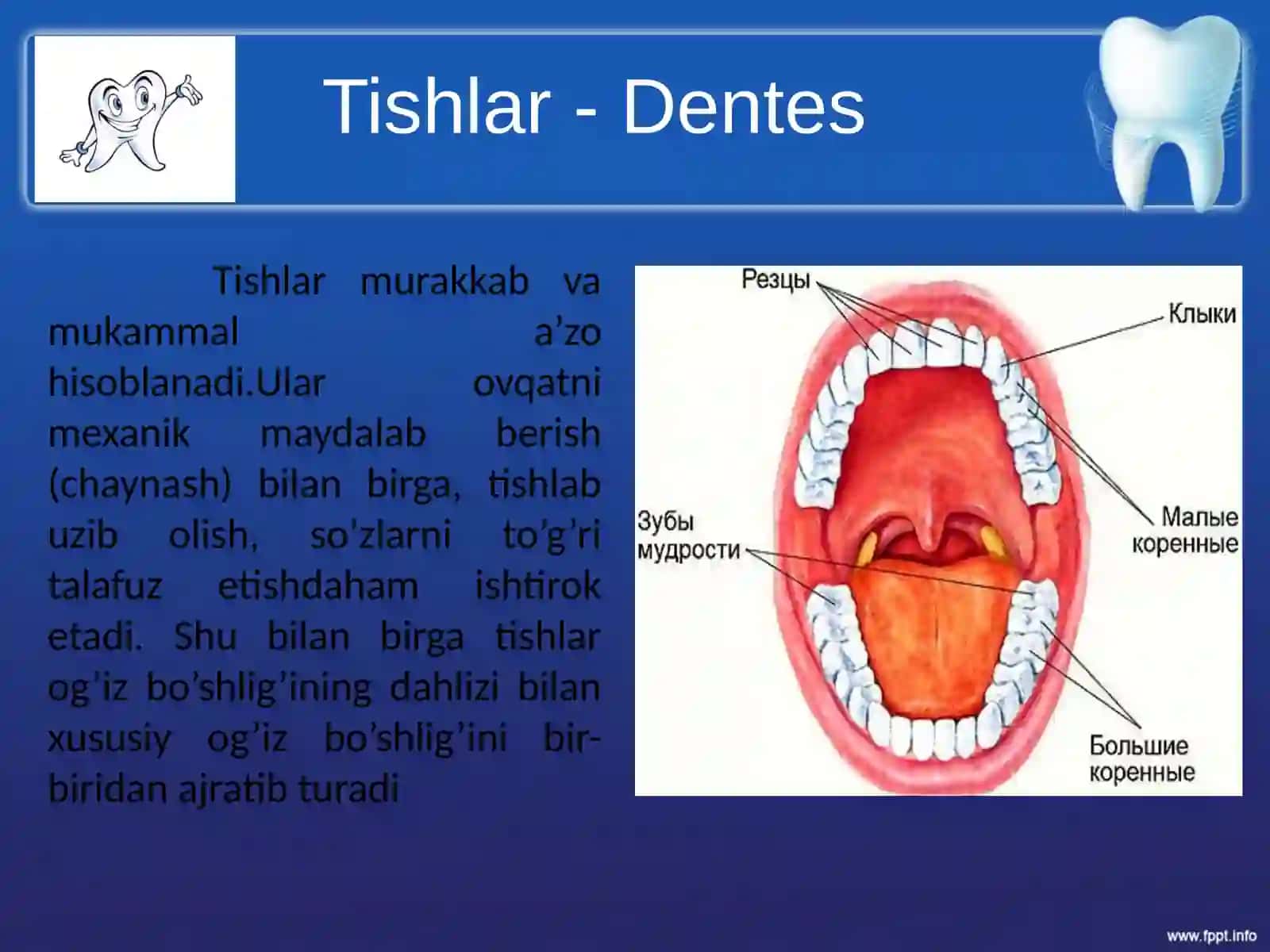 Tishlarni anatomik tuzilishi 2