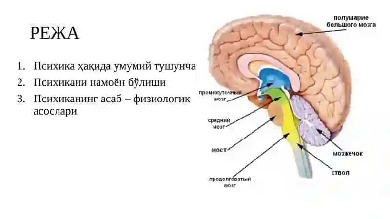 Psixika va uning evolyutsiyasi 2