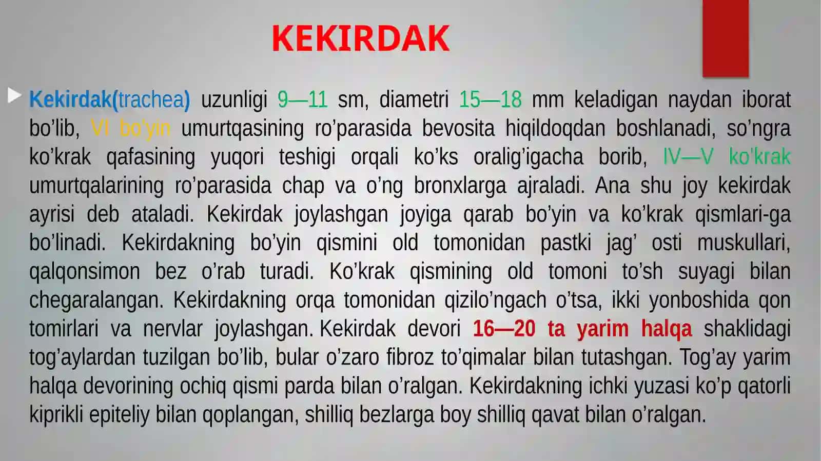 KEKIRDAK 2