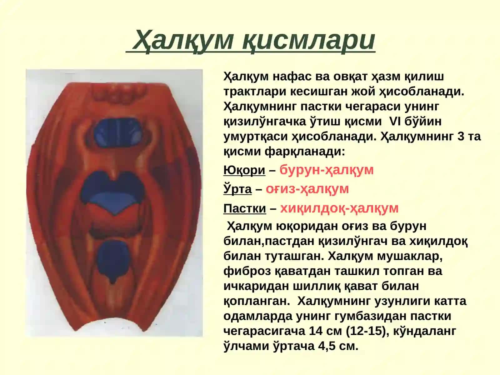 Острые и хронические заболевания глотки 2