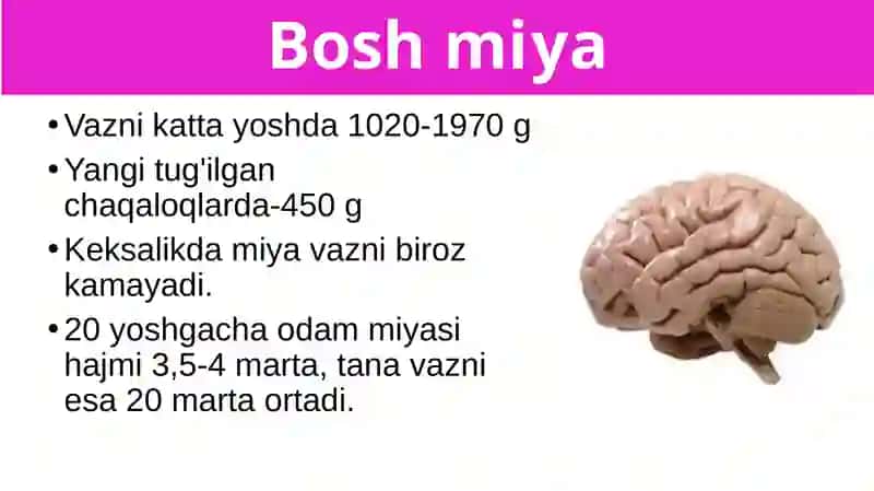 Bosh miyaning tuzilishi va funksiyasi 2