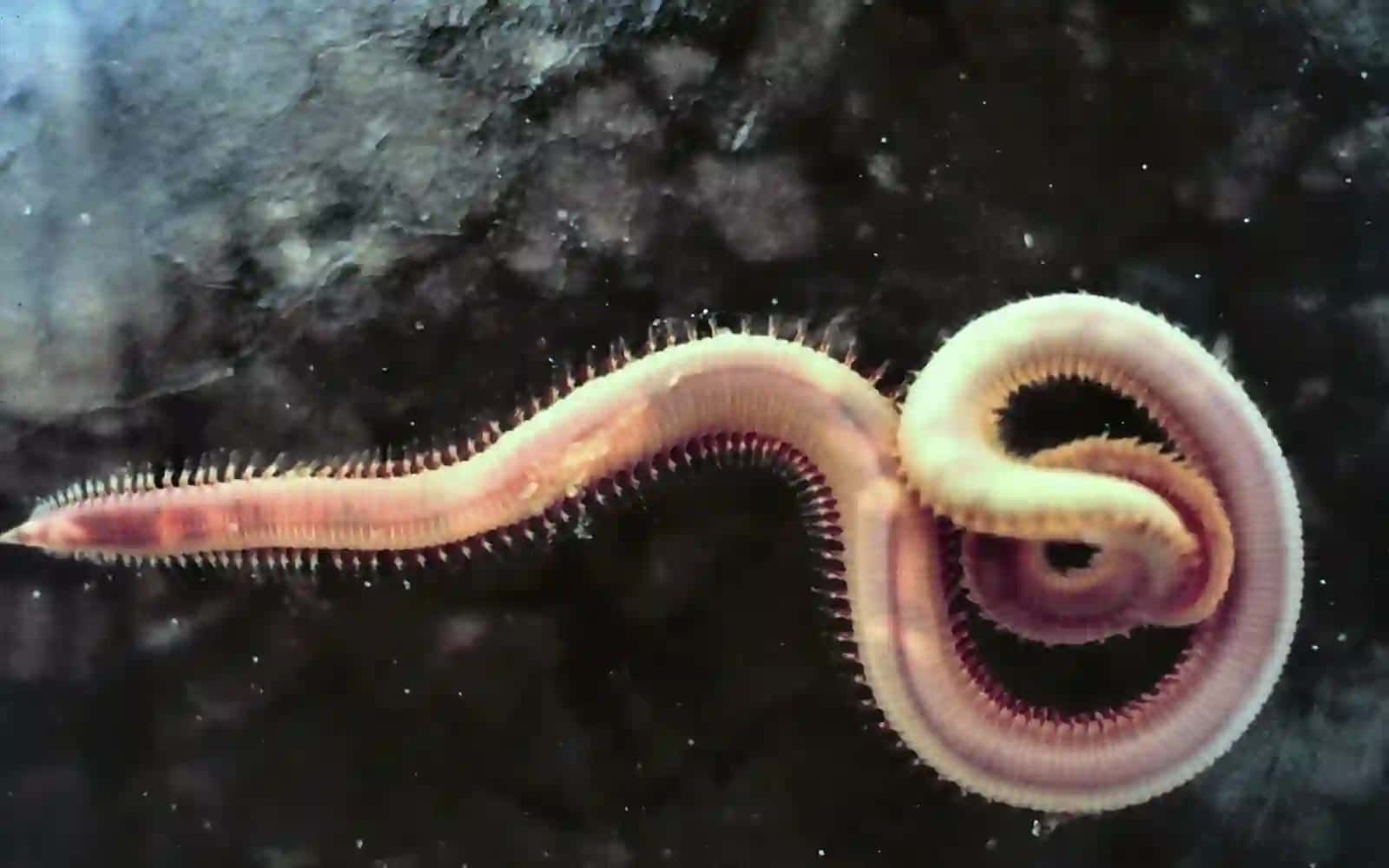 7-sinf Zoologiya 'Parazit chuvalchanglarning xilma-xilligi' ko'rgazma 2