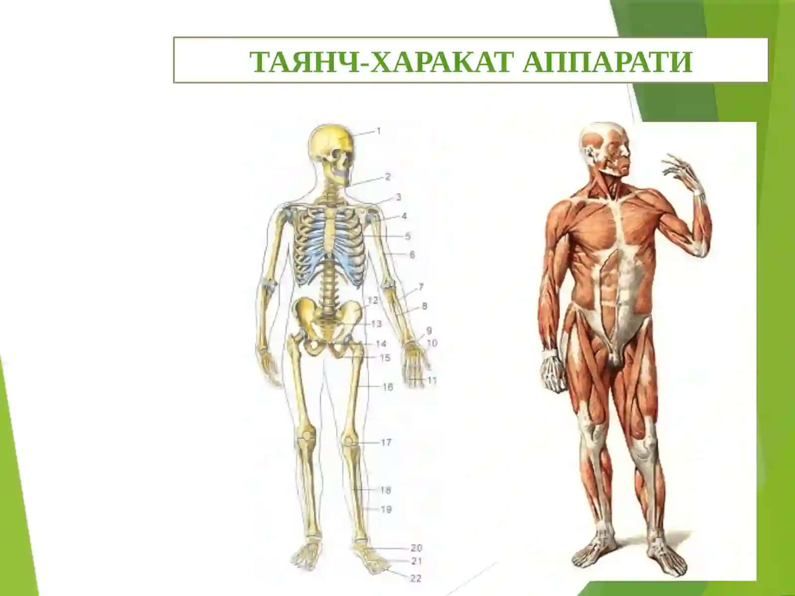 ОСТЕОЛОГИЯ ТАЯНЧ-ХАРАКАТ АППАРАТИ 2