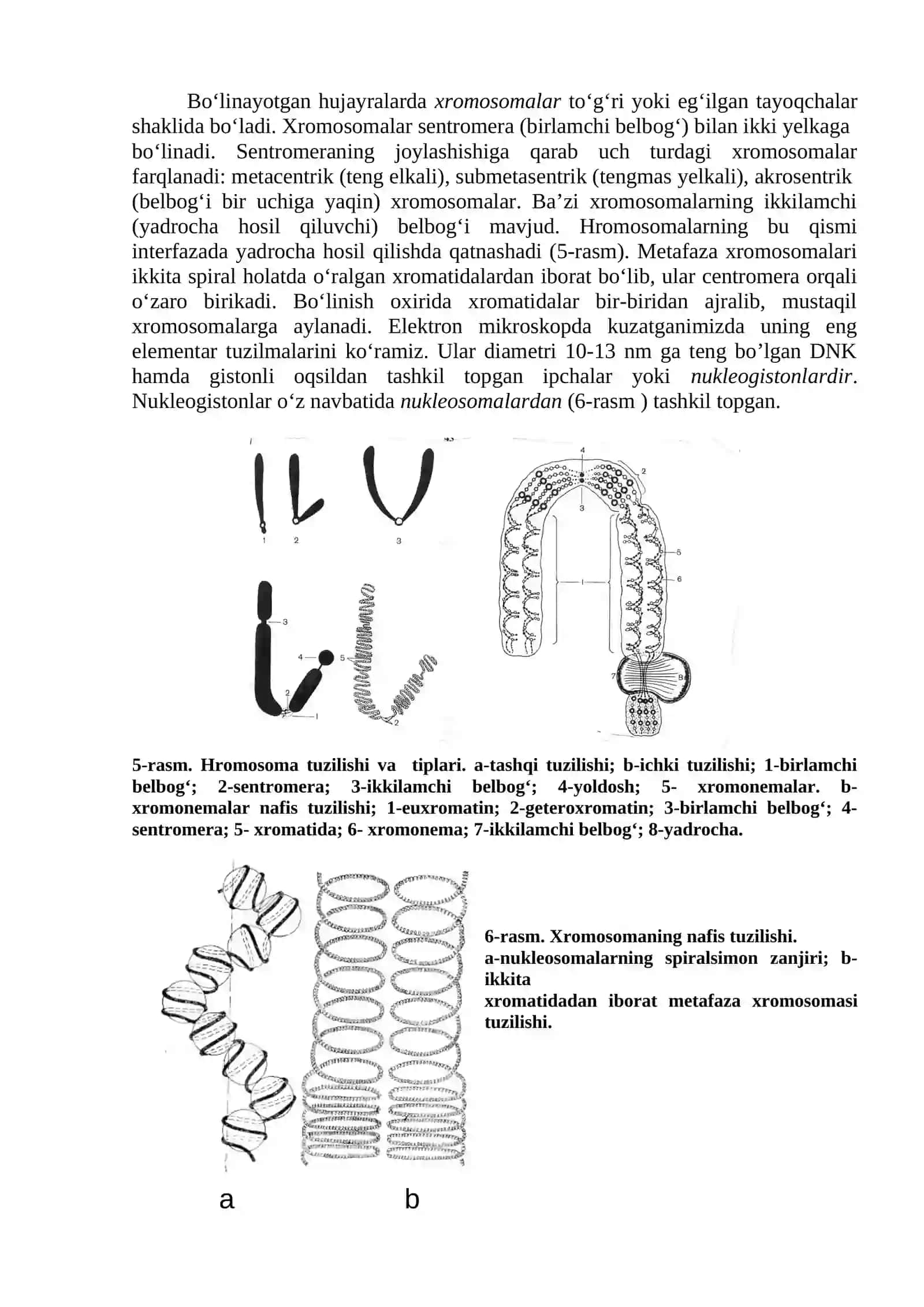 Hujayra yadrosi. Xromosoma. DNK va RNK tuzilishi va funksiyasi 2