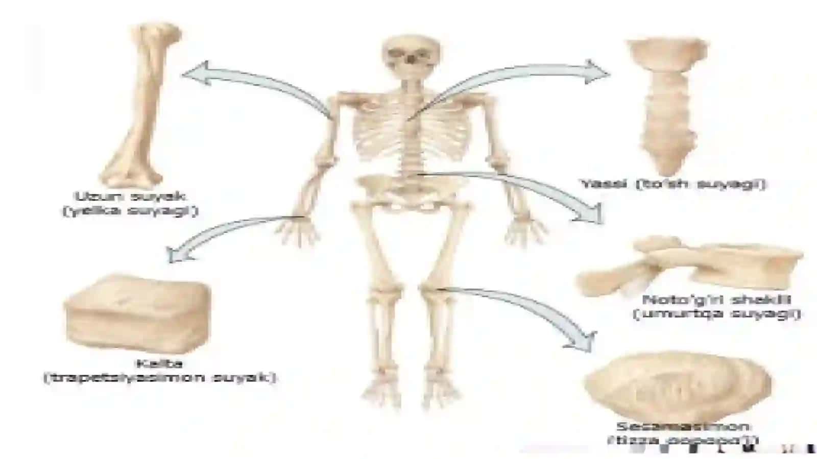 Suyaklarning turlari va vazifalari 2