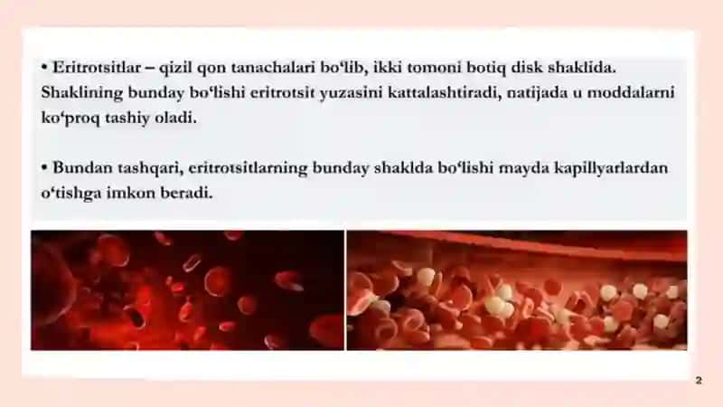 Eritrotsitlar, Gemoglobin va uning turlari 2