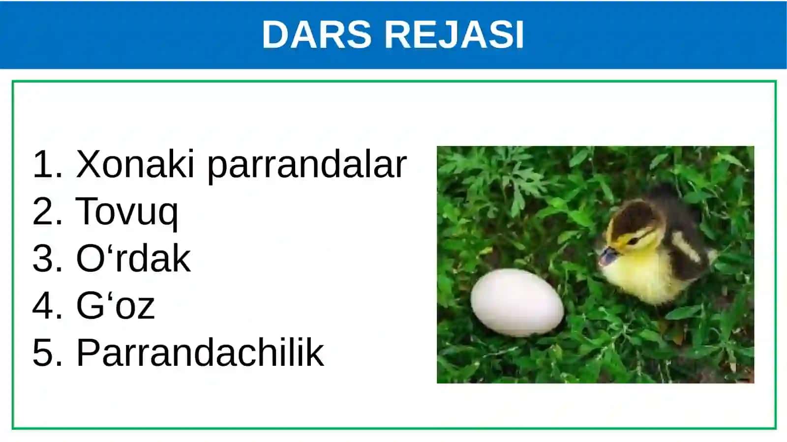 Parrandachilik 2