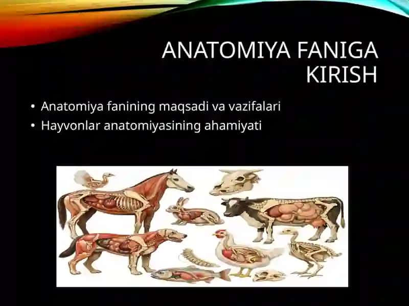 Anatomiya faniga kirish 2