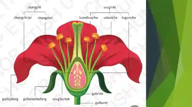 Topshiriqlar 2