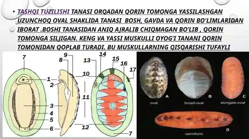 Xetonlar (POLYPLACOPHORA) SINFI 2
