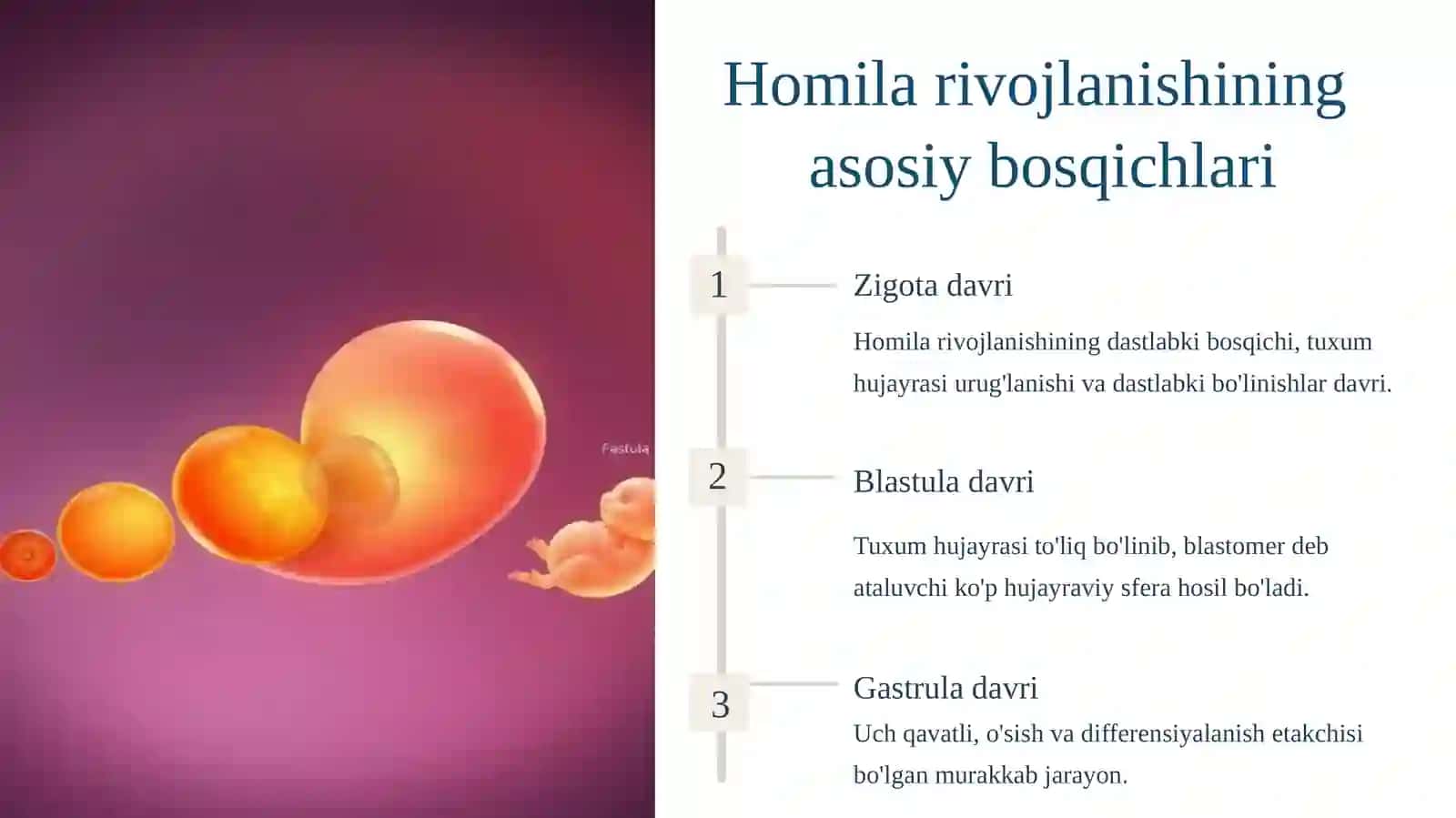 Homila embriologiyasidagi qaltis davrlar 2