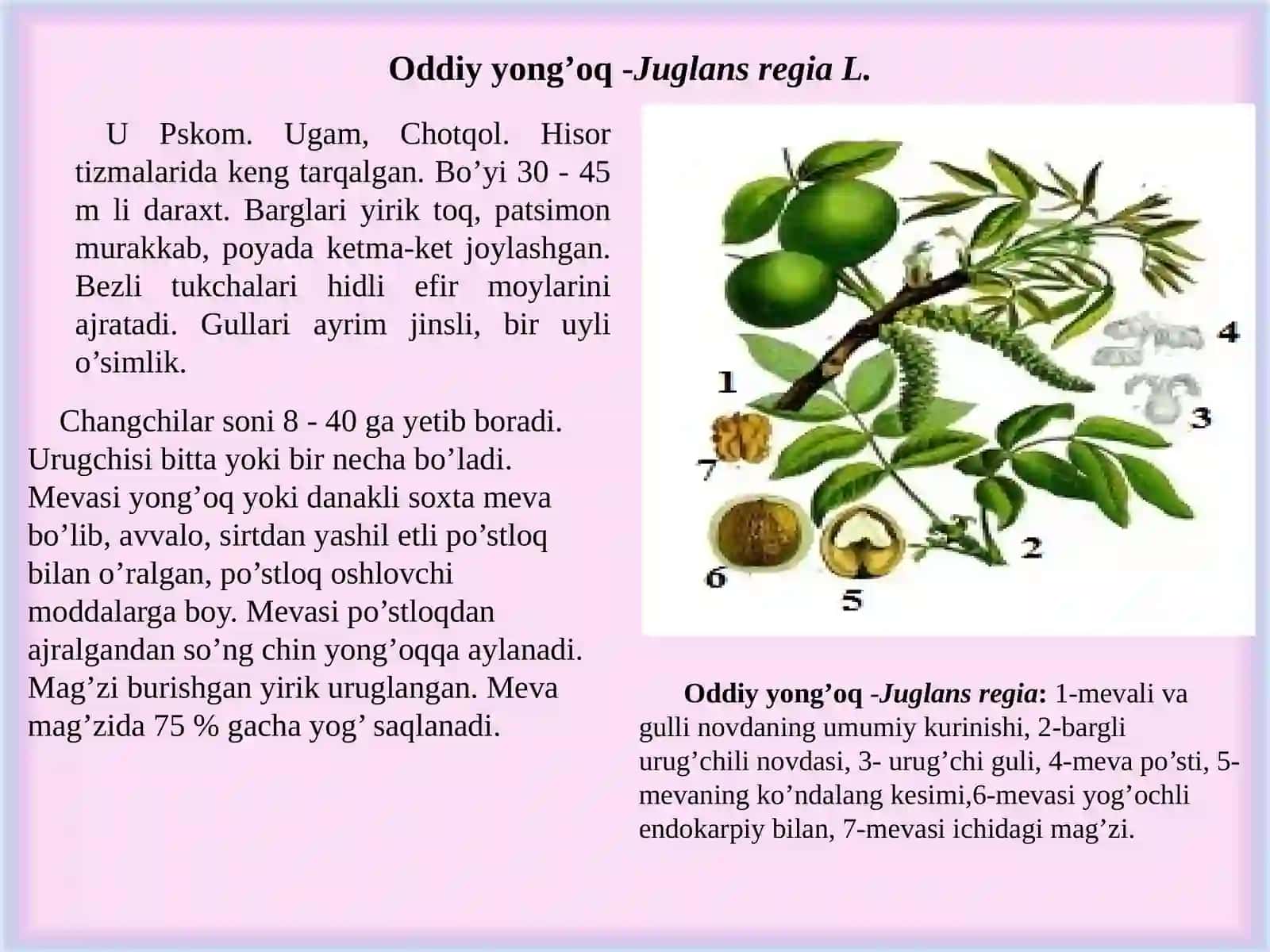 Yong’oqdoshlar-Juglandaceae oilasi 2