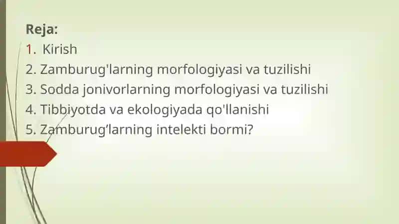 Zamburug'lar, sodda jonivorlar. Ularning morfologiyasi, strukturasi va ularni o'rganish usullari. 2