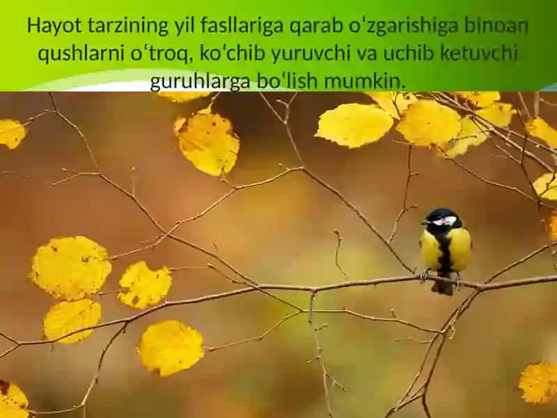 Qushlarning mavsumiy hodisalari 2