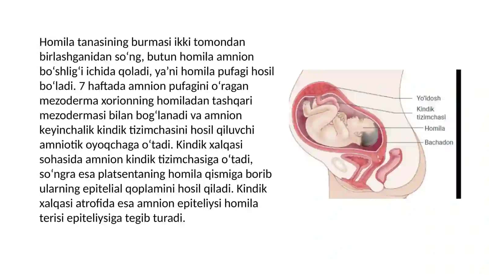 KINDI TIZIMCHASIING RIVOJLANISHI, TUZILISHI VA VAZIFASI, ONA-HOMILA TIZIM 2