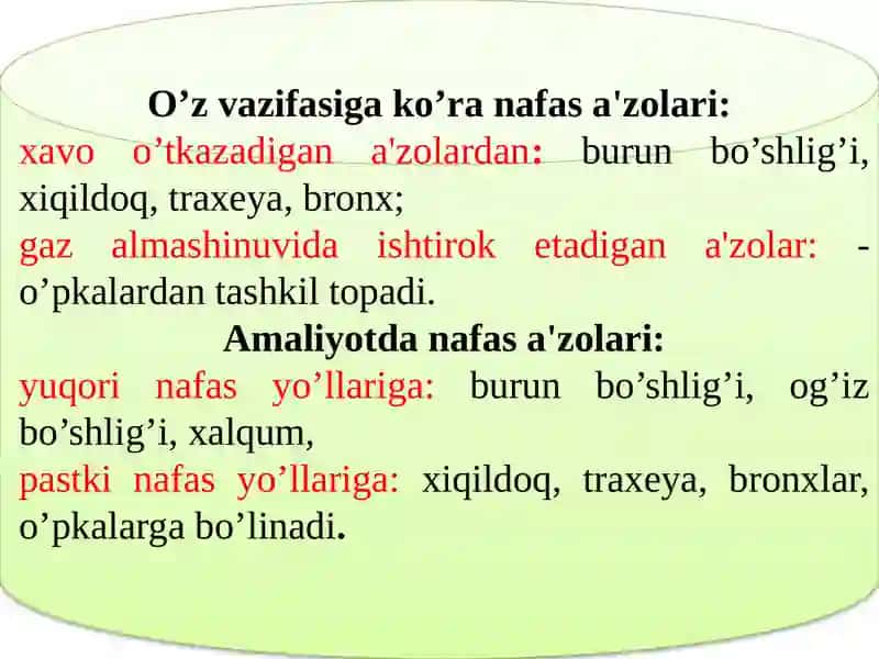 Nafas a'zolarining tuzilishi 2