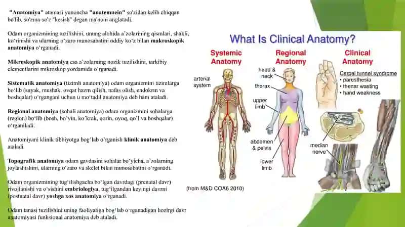 Anatomiya faniga kirish,  boshlang’ich terminologiya va suyaklar. Анатомияга кириш Бошлангич терминология ва суяклар 2